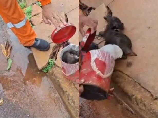 Garis salvam cachorro momentos antes de ser triturado em lata de lixo no MT