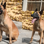 Herói de 4 patas! Cão detecta quase 50 toneladas de maconha na maior apreensão do Brasil