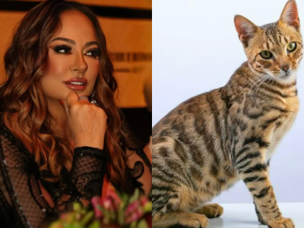 Nas redes sociais, mãe de Neymar faz apelo por gata desaparecida