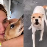 Morre Joly, cachorrinha de Virginia Fonseca e Margareth Serrão, aos 16 anos