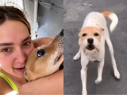 Morre Joly, cachorrinha de Virginia Fonseca e Margareth Serrão, aos 16 anos