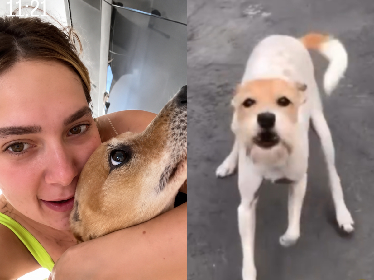 Cachorrinha Joly, companheira de Virginia Fonseca, se despede aos 16