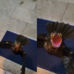 Ave de olhos esbugalhados e grito assustador surpreende morador em SC