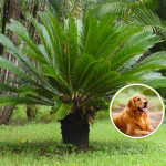Cuidado com plantas venenosas: a beleza que pode ser um perigo para seu cão