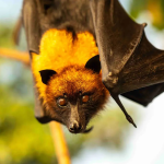 Risco de pandemia do vírus Nipah é baixo e não ameaça o Brasil, diz OMS e Ministério da Saúde