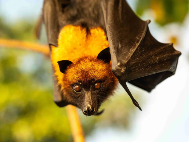 Risco de pandemia do vírus Nipah é baixo e não ameaça o Brasil, diz OMS e Ministério da Saúde