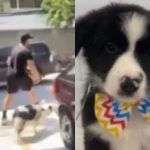 Homem invade petshop em SP, rouba filhote e causa confusão; animal é encontrado