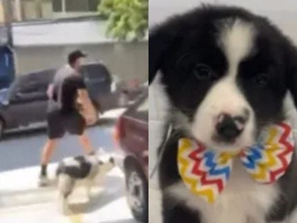 Homem invade petshop em SP, rouba filhote e causa confusão; animal é encontrado