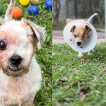 Tenório e seu final feliz: cãozinho resgatado de maus-tratos recebe cuidados