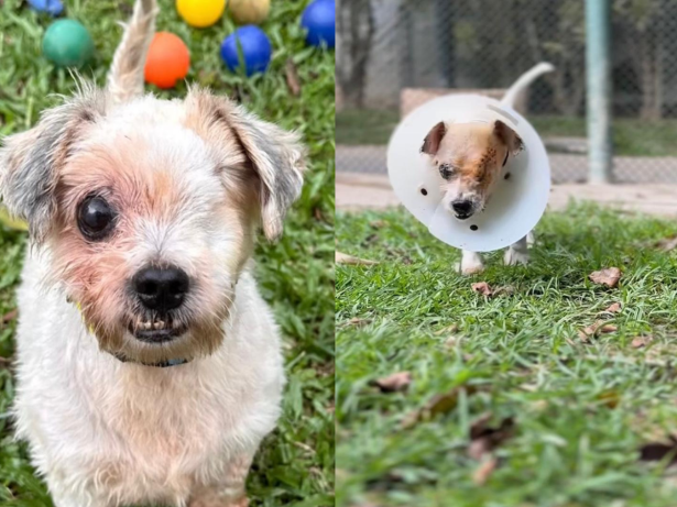 Tenório e seu final feliz: cãozinho resgatado de maus-tratos recebe cuidados