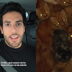 Mais de 400 gatos são encontrados abandonados em apartamento em Santa Catarina