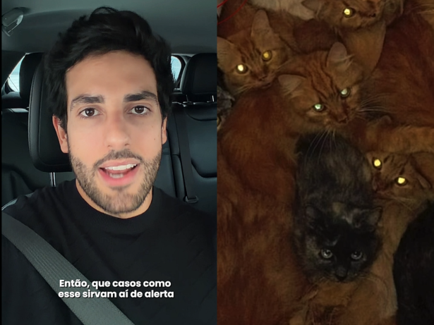 Mais de 400 gatos são encontrados abandonados em apartamento em Santa Catarina