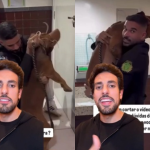 Nada de sedação: Veterinário cria método humanizado para cães difíceis