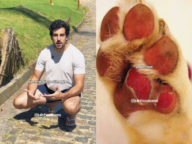 Verão acende alerta para tutores: asfalto quente pode causar queimaduras graves nas patas dos pets