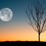 Hoje é noite de “Lua Cheia do Veado” – Aproveite a energia!