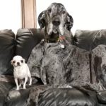 Maior e menor cachorro do mundo se encontram pela primeira vez nos Estados Unidos