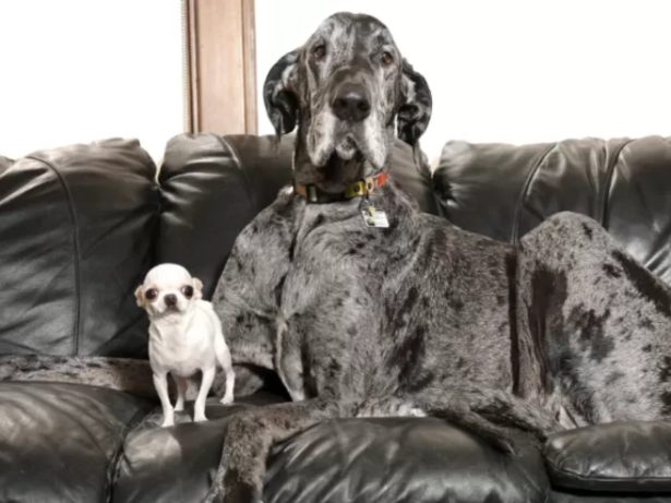 Maior e menor cachorro do mundo se encontram pela primeira vez nos Estados Unidos