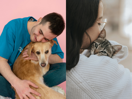 “Arraiá Pet”: Prefeitura de SP tem 288 cães e gatos à espera de novos lares
