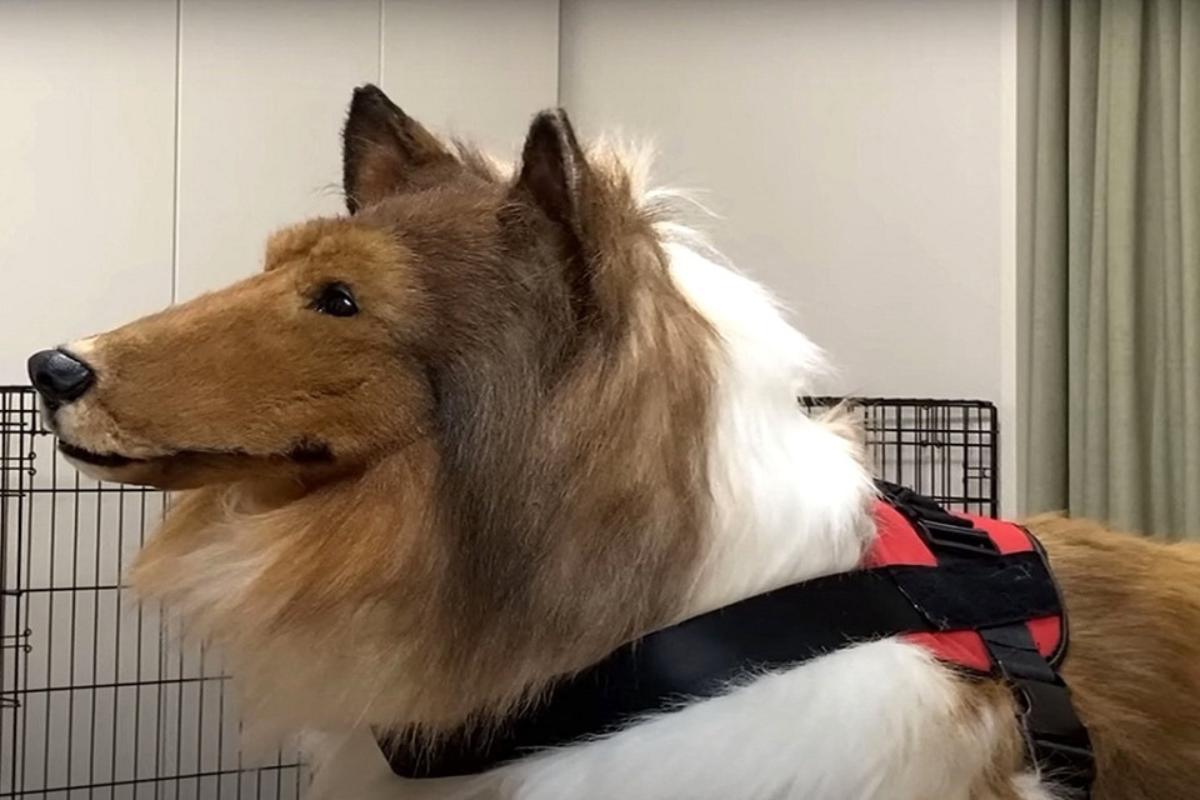Youtuber japonês gastou R$ 66 mil para se “transformar” em cachorro