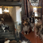 A triste realidade dos bastidores de quem vende animais de forma irresponsável!