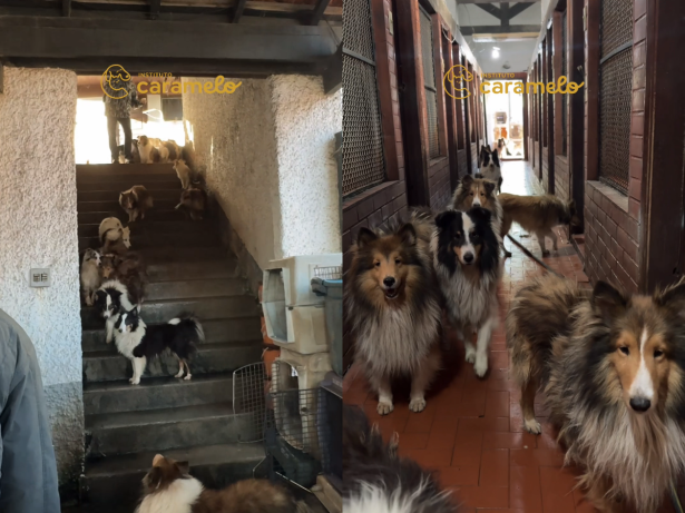 A triste realidade dos bastidores de quem vende animais de forma irresponsável!
