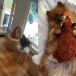 Urso tenta invadir casa, mas Lulu-da-pomerânia o bota para correr