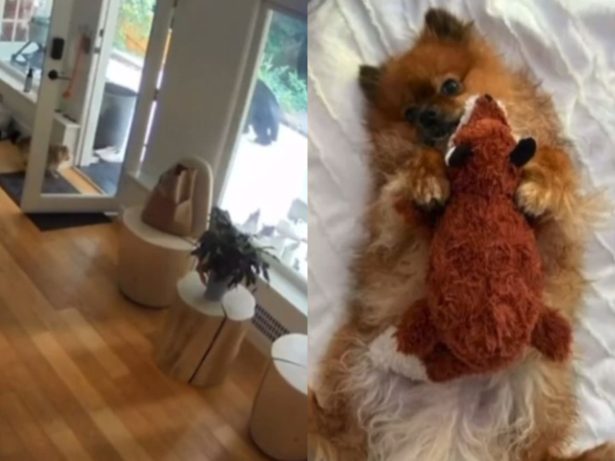 Urso tenta invadir casa, mas Lulu-da-pomerânia o bota para correr