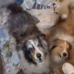 Escândalo animal: Prefeito prende dona de canil clandestino e resgata 80 cachorros em SP