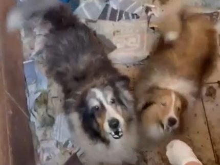 Escândalo animal: Prefeito prende dona de canil clandestino e resgata 80 cachorros em SP