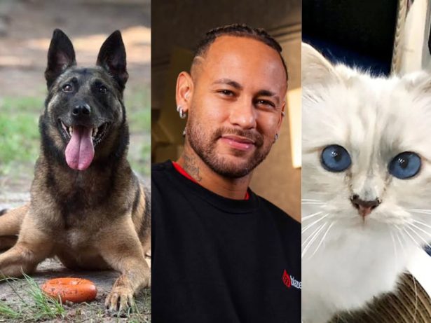 Cão, gato, Neymar e amante: os testamentos mais inusitados dos milionários