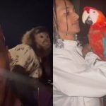 Oruam acumula R$ 40,5 mil em multas do Ibama; veja os animais do cantor