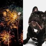 Confira dicas de como proteger seu pet dos fogos de artifício no final do ano