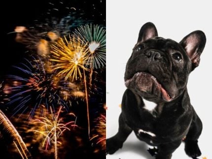 Confira dicas de como proteger seu pet dos fogos de artifício no final do ano