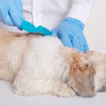 Carrapato: o inimigo invisível que pode matar seu pet