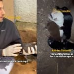 Final feliz: cadela Claudia é resgatada com seus seis filhotes
