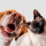 Brasil está entre os líderes globais em número de pets e amor pelos animais