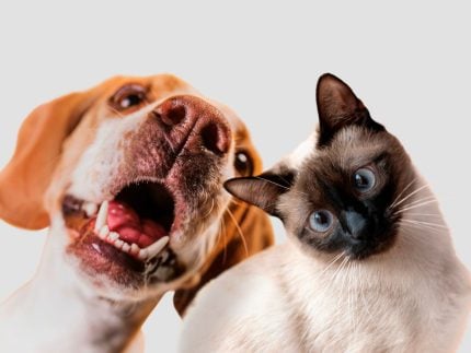 Brasil está entre os líderes globais em número de pets e amor pelos animais