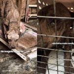 Pitbull resgatado em situação de extrema negligência comove e reforça alerta