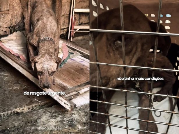 Pitbull resgatado em situação de extrema negligência comove e reforça alerta