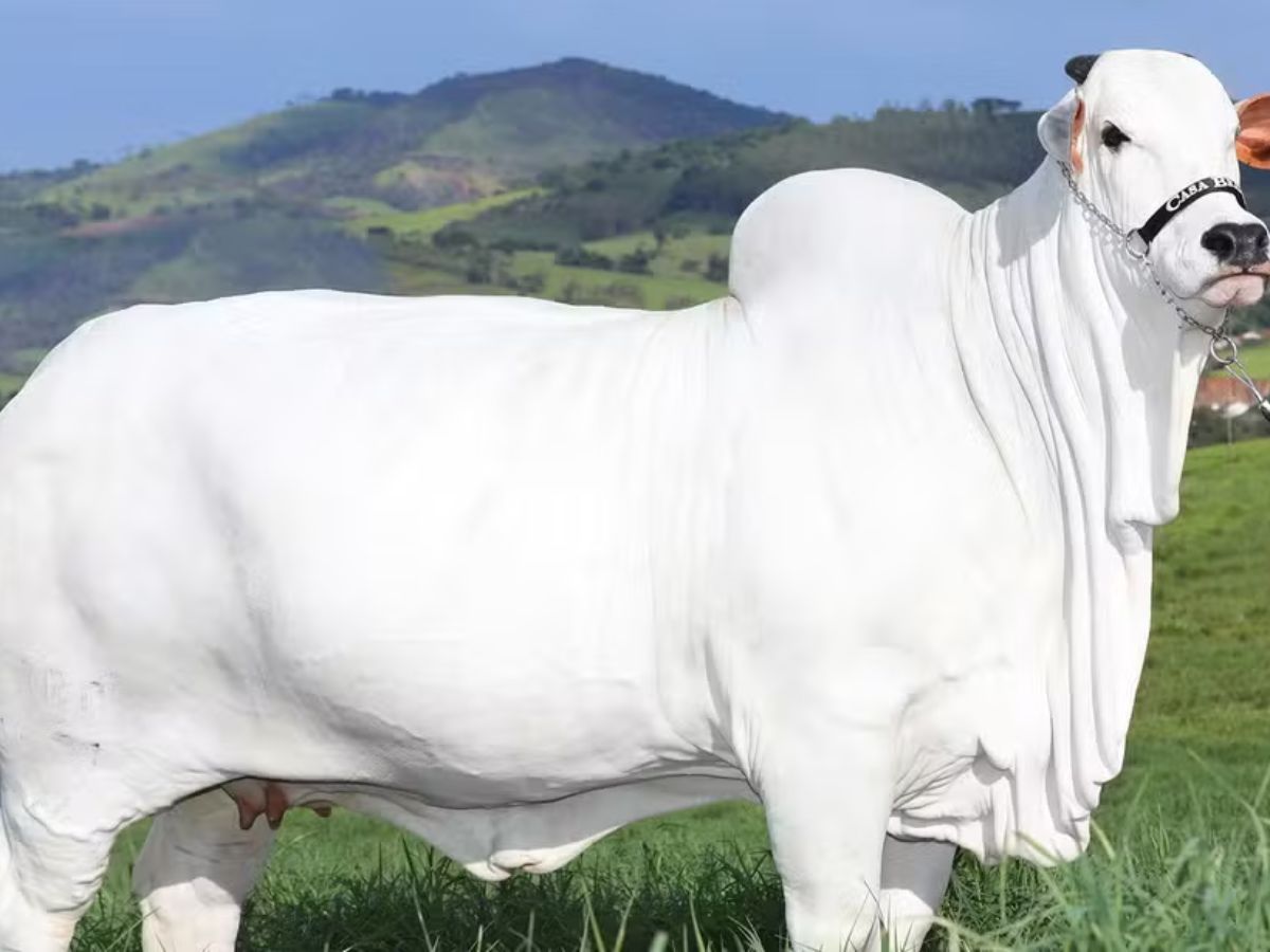 Divulgação Casa Branca Agropastoril