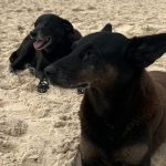 Morre Pretinha, companheira de Orelha; cuidador relata luta contra doença grave