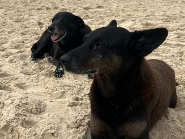 Morre Pretinha, companheira de Orelha; cuidador relata luta contra doença grave