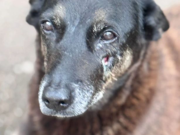 Hotel de Florianópolis nega ligação com investigados pela morte do cão Orelha