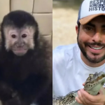 Macaco-prego que invadiu casas de luxo em Salvador morre após resgate; tutor suspeita de envenenamento