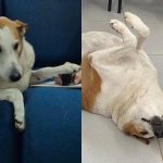 “Cachorro gordo da UFSM” é promovido a pró-reitor e conquista a web com fofura
