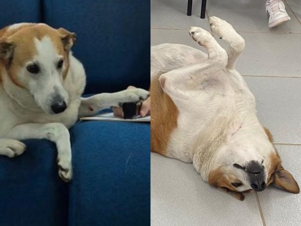 “Cachorro gordo da UFSM” é promovido a pró-reitor e conquista a web com fofura