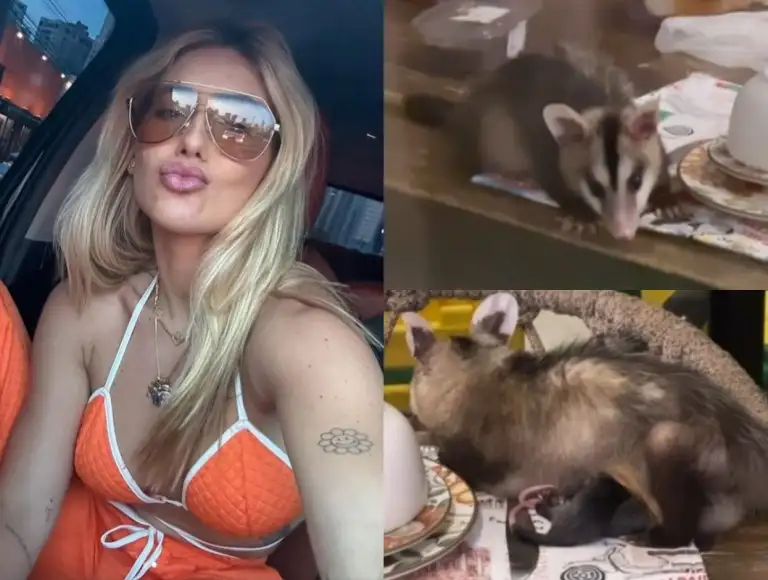 Visita inusitada: gambá dá à luz em cima de mesa de Virginia Fonseca