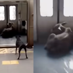 “Pega o boi!”: Bezerro surpreende passageiros ao invadir estação de trem no Rio