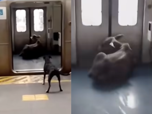 “Pega o boi!”: Bezerro surpreende passageiros ao invadir estação de trem no Rio