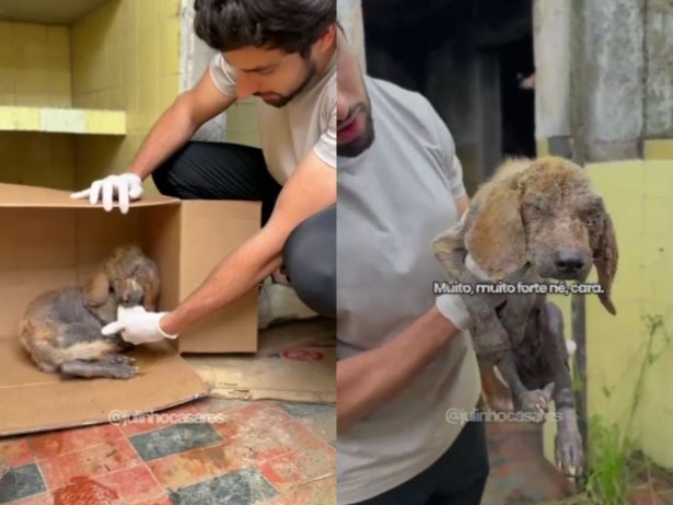 Resgate urgente em Mongaguá: cachorro abandonado em estado crítico é salvo após denúncia